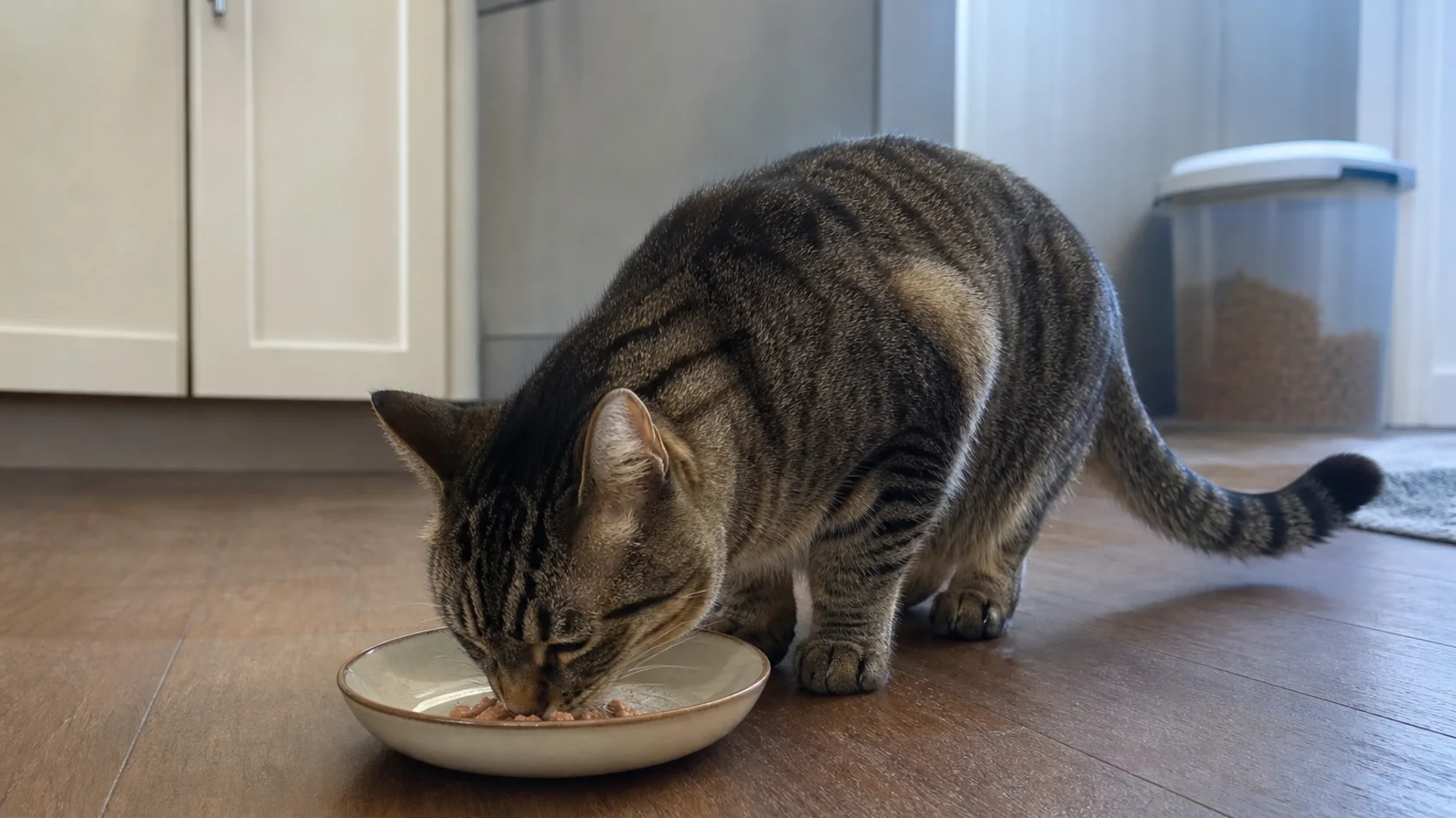 Cat waiting beside a measured portion of food in a quiet kitchen