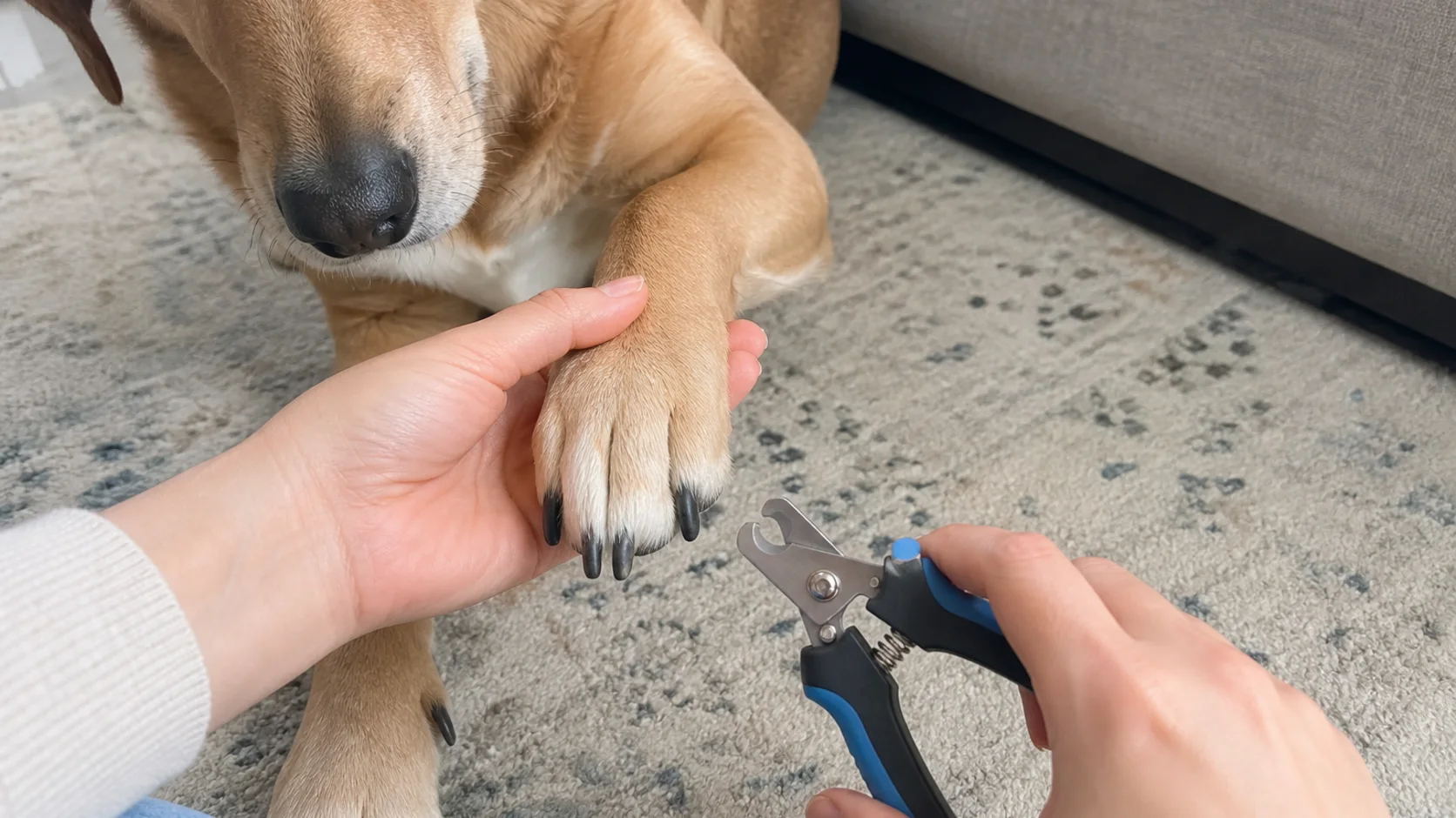 Dog resting calmly while a person prepares to trim one front paw
