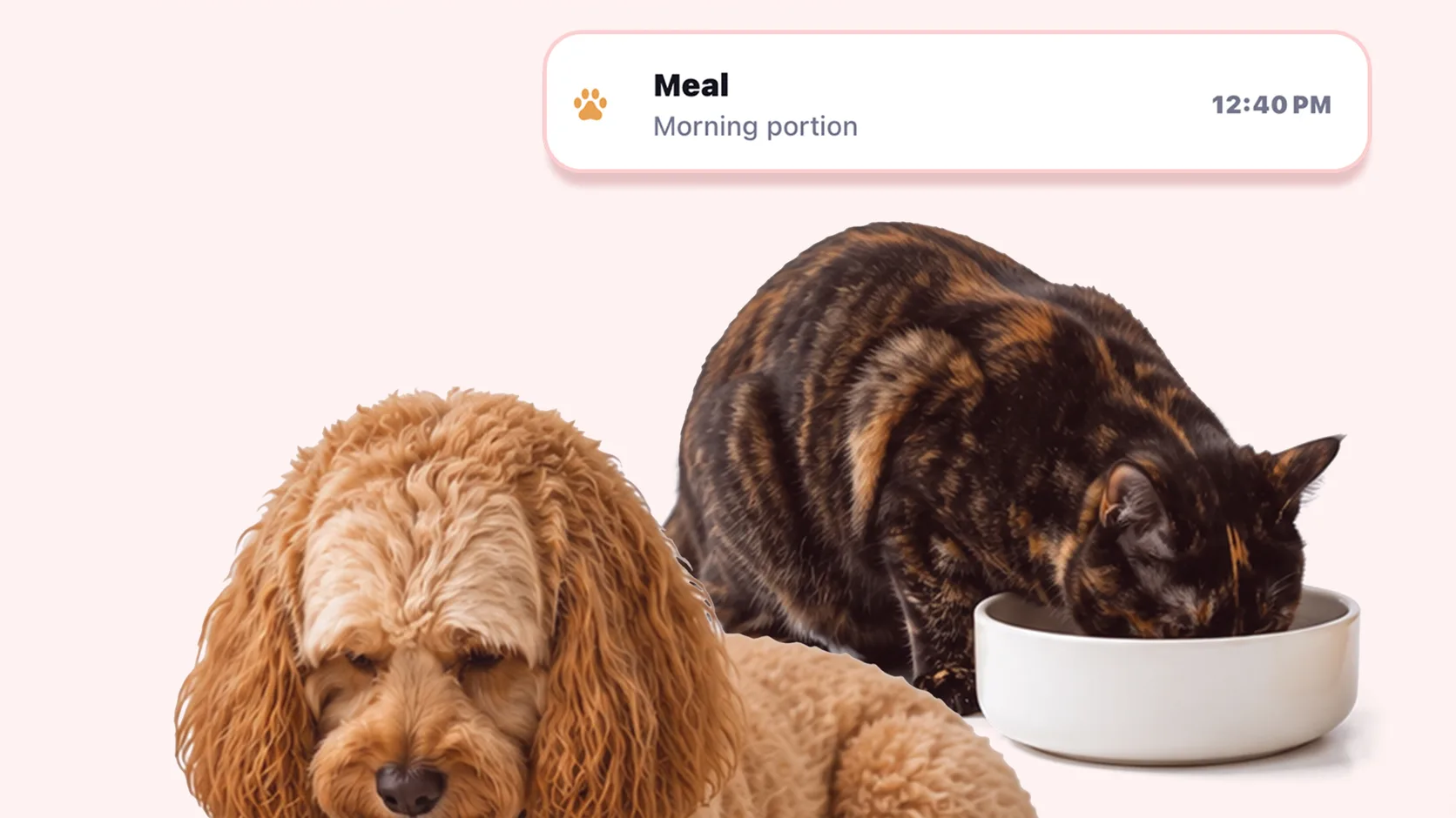 A dog and cat beside a Petive meal entry showing a morning portion and timestamp