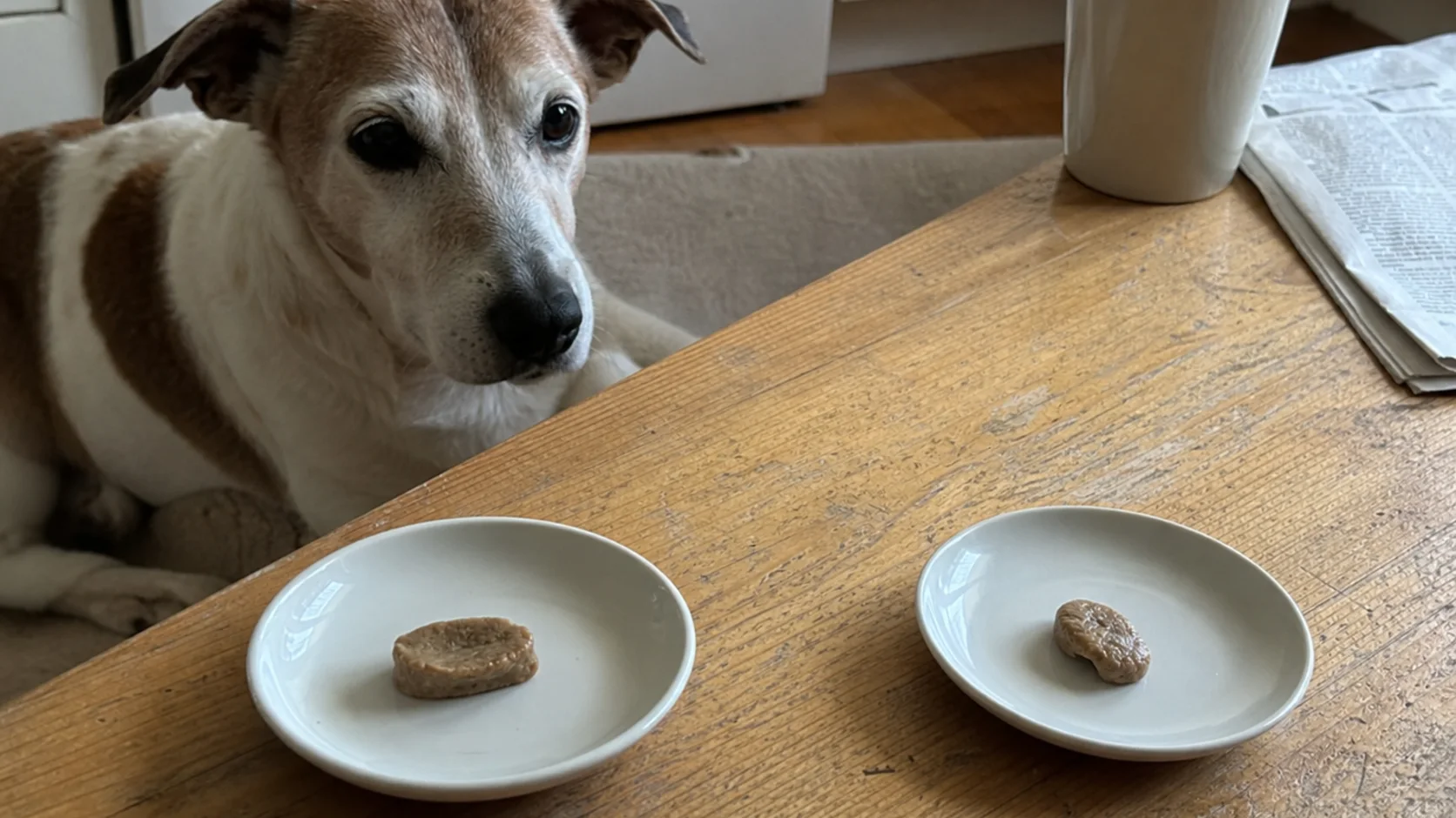 An older white-and-brown dog watching two identical soft treats on separate saucers