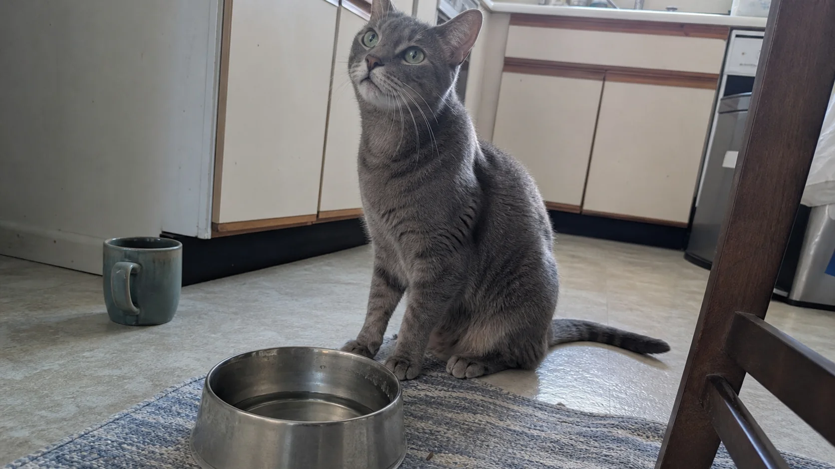 A gray cat sitting beside a shallow water bowl on a kitchen mat
