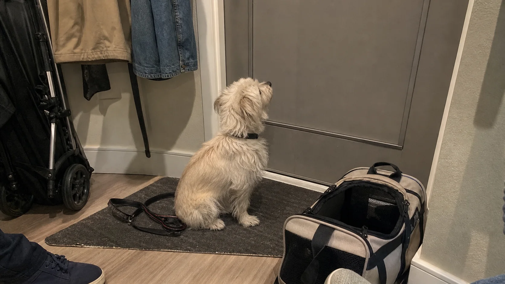 A small cream terrier waiting beside a leash and soft carrier in a busy apartment entryway
