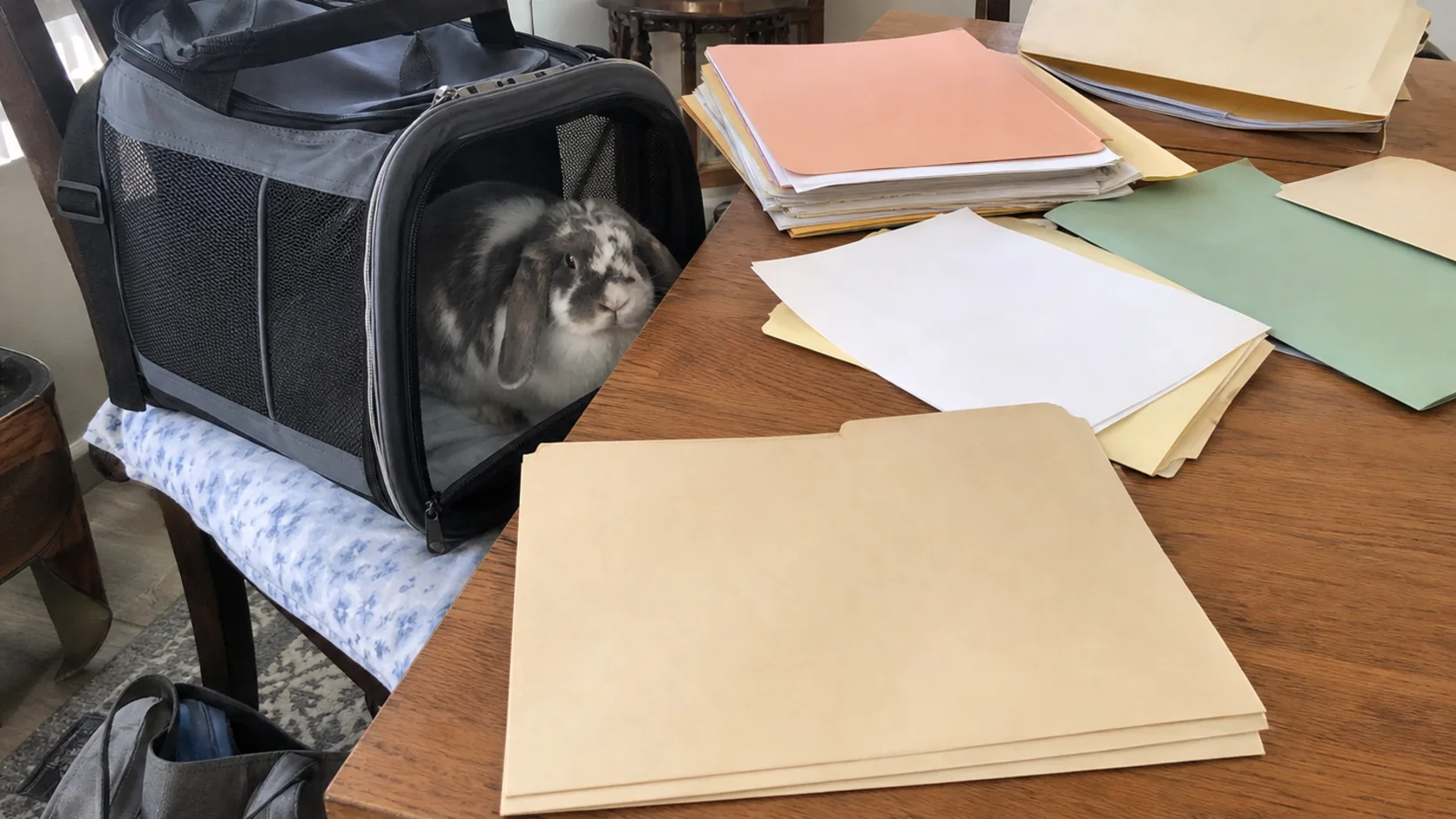A gray-and-white lop rabbit in an open carrier beside scattered folders and papers on a dining table