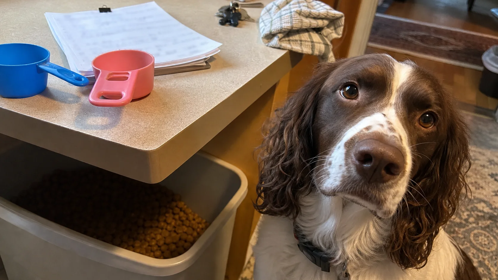 A brown-and-white spaniel beside two measuring scoops and a blurred stack of pet-sitter notes