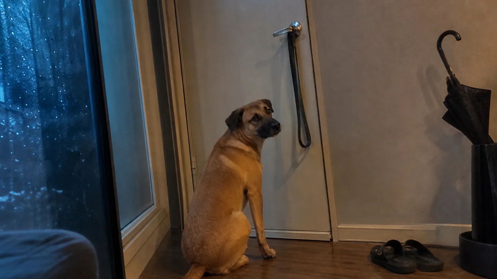 A tan dog waiting by an apartment door with the leash still hanging from the handle on a rainy evening